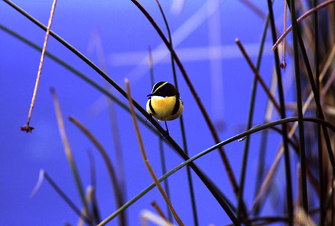 Many-Colored Rush Tyrant - Lake Titicaca - Mark Dodge