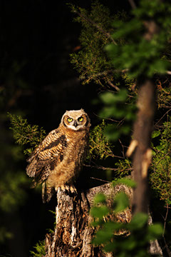 Fledgling Great Horned Owl - Mark Dodge