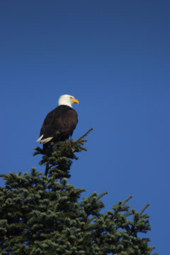 Lone Eagle - Mark Dodge